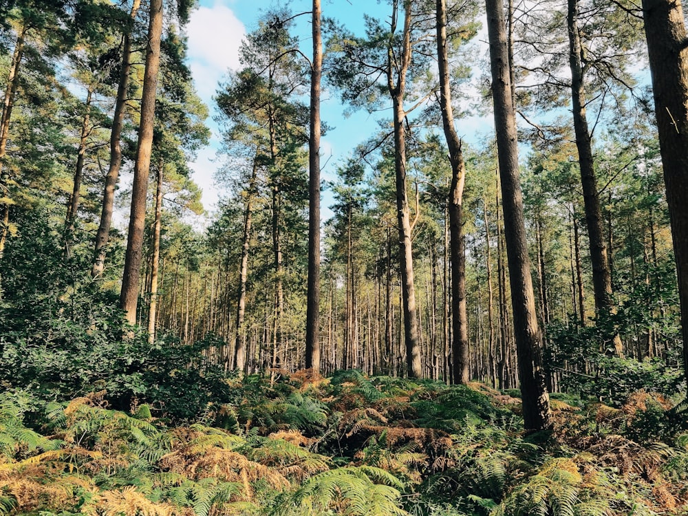 a forest filled with lots of tall trees