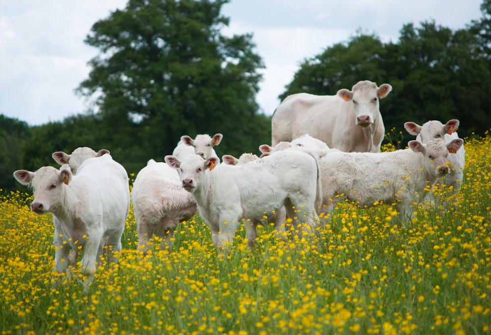 a herd of cattle standing on a lush green field