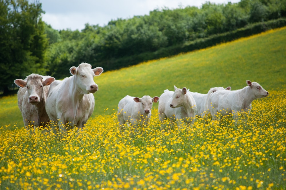 a herd of cattle standing on top of a lush green field