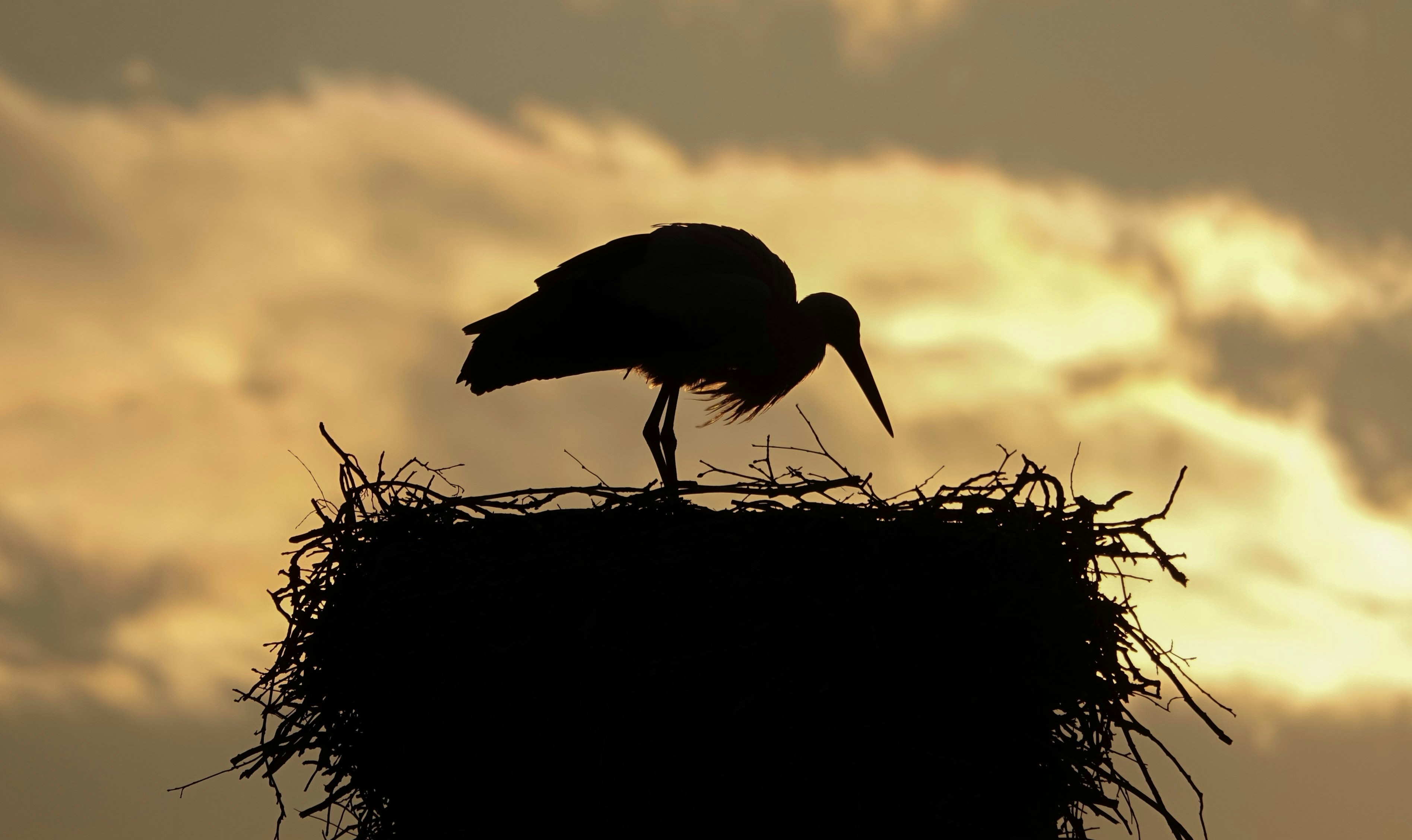 Storck nest