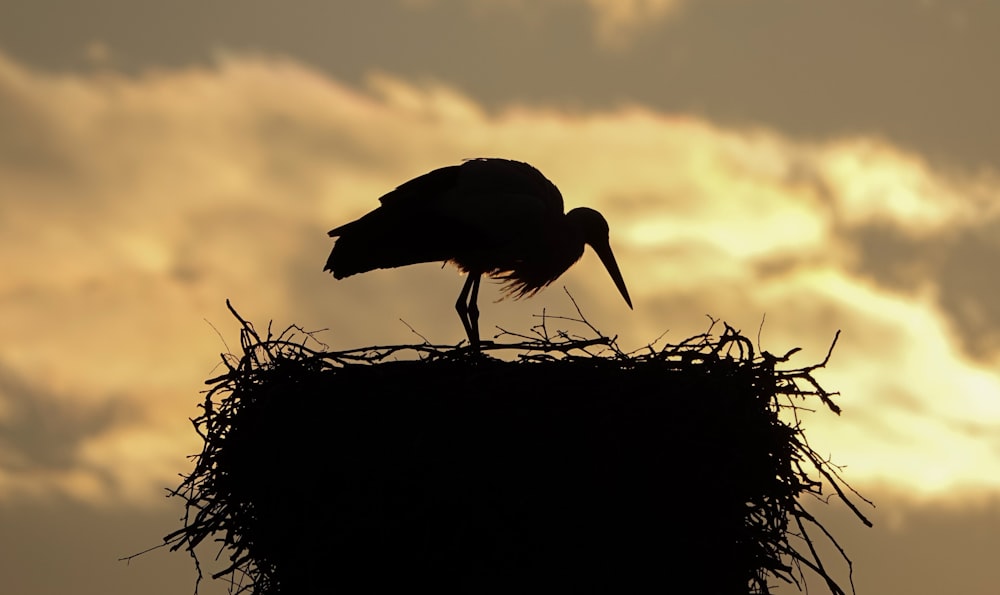 Un pájaro grande parado en la cima de un nido