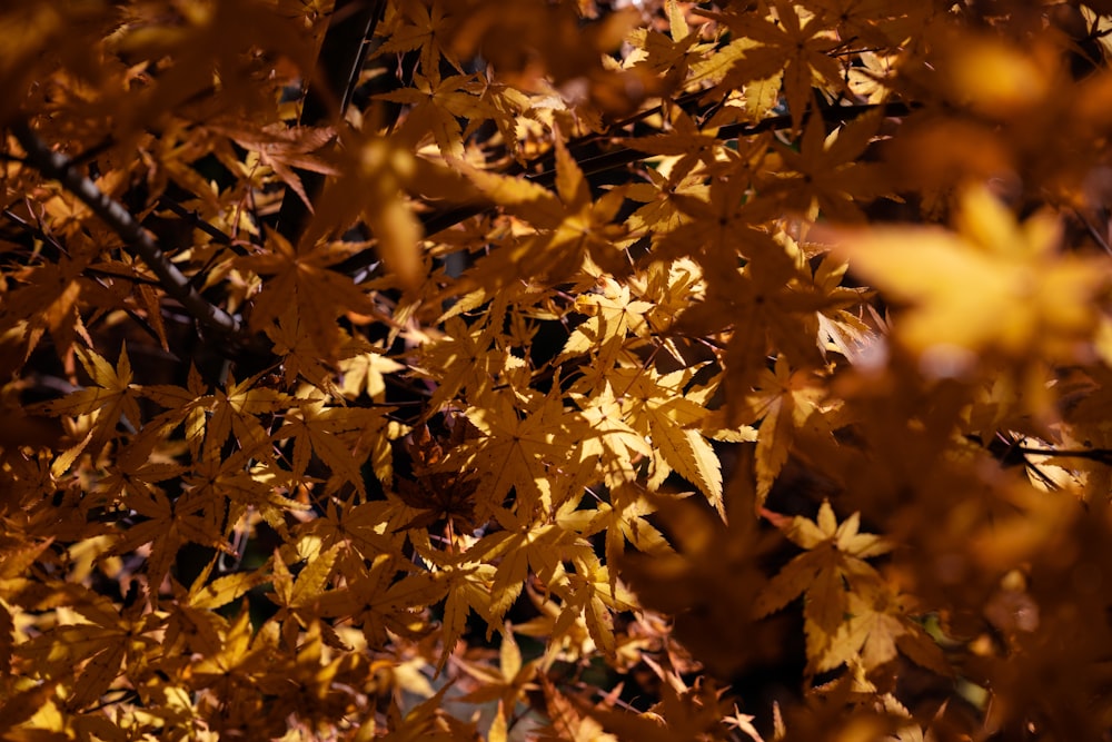 a close up of a tree with yellow leaves