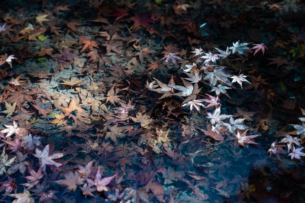 a bunch of leaves that are on the ground