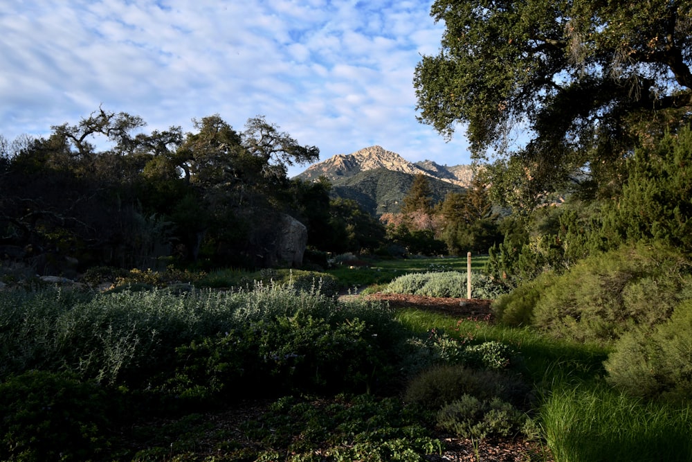 a lush green field with a mountain in the background