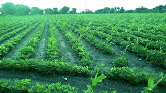 A large agricultural field with rows of green crops planted in neat lines, surrounded by trees in the distance. The landscape appears lush and well-maintained.