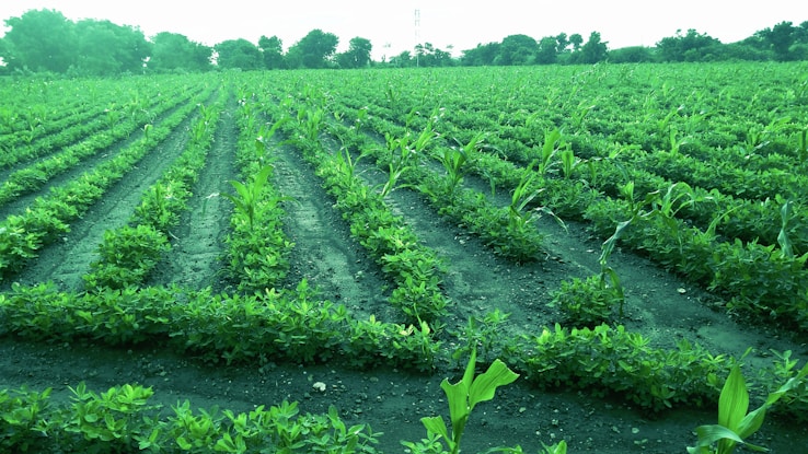 A farmer inspecting healthy crops in a lush green field with agricultural products nearby.