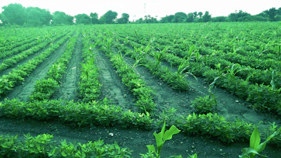 A vibrant field of crops with various agricultural supplies neatly arranged in the foreground