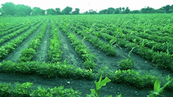 A large agricultural field with rows of green crops planted in neat lines, surrounded by trees in the distance. The landscape appears lush and well-maintained.