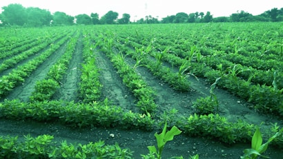A large agricultural field with rows of green crops planted in neat lines, surrounded by trees in the distance. The landscape appears lush and well-maintained.