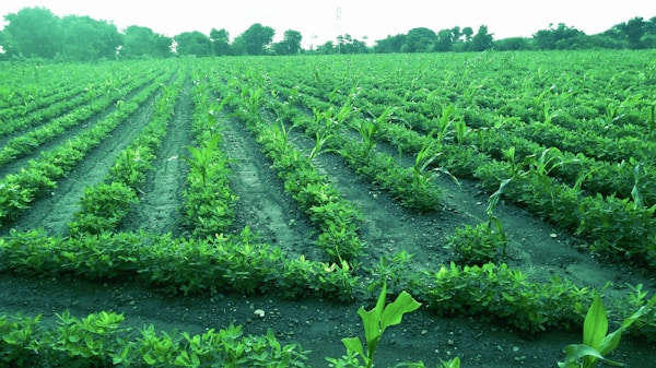 Premium Madagascar Agricultural Products