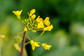 A close-up of a cluster of yellow mustard flowers and buds, set against a blurred green background. The delicate petals and unripe buds are sharply in focus, highlighting the intricate details of the plant.