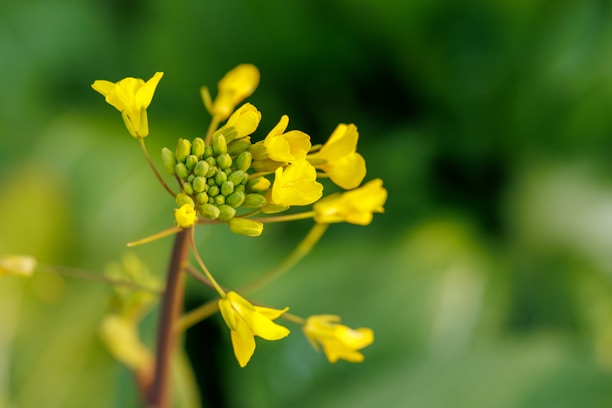 A close-up of a cluster of yellow mustard flowers and buds, set against a blurred green background. The delicate petals and unripe buds are sharply in focus, highlighting the intricate details of the plant.