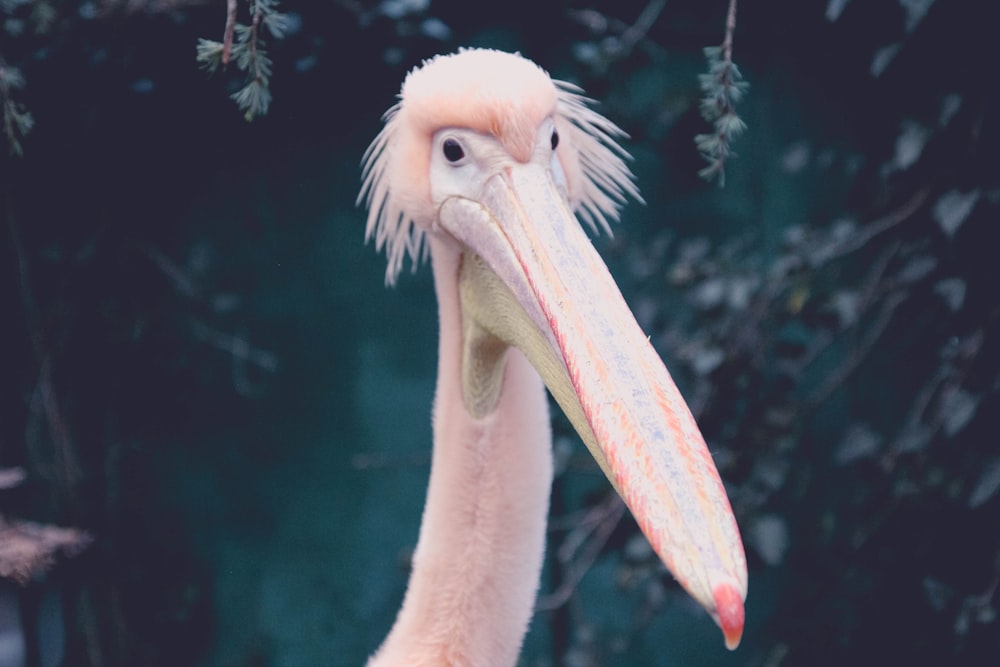 a close up of a bird with a long neck