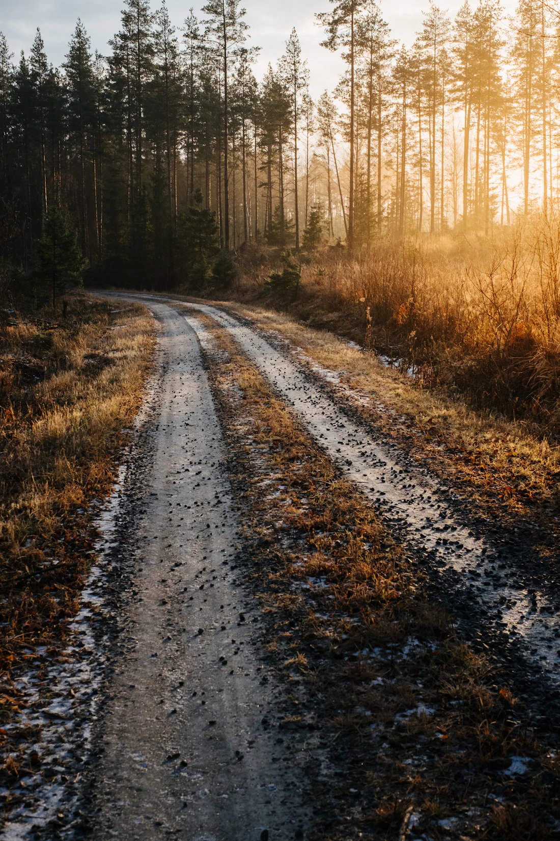 Grusväg genom skogen