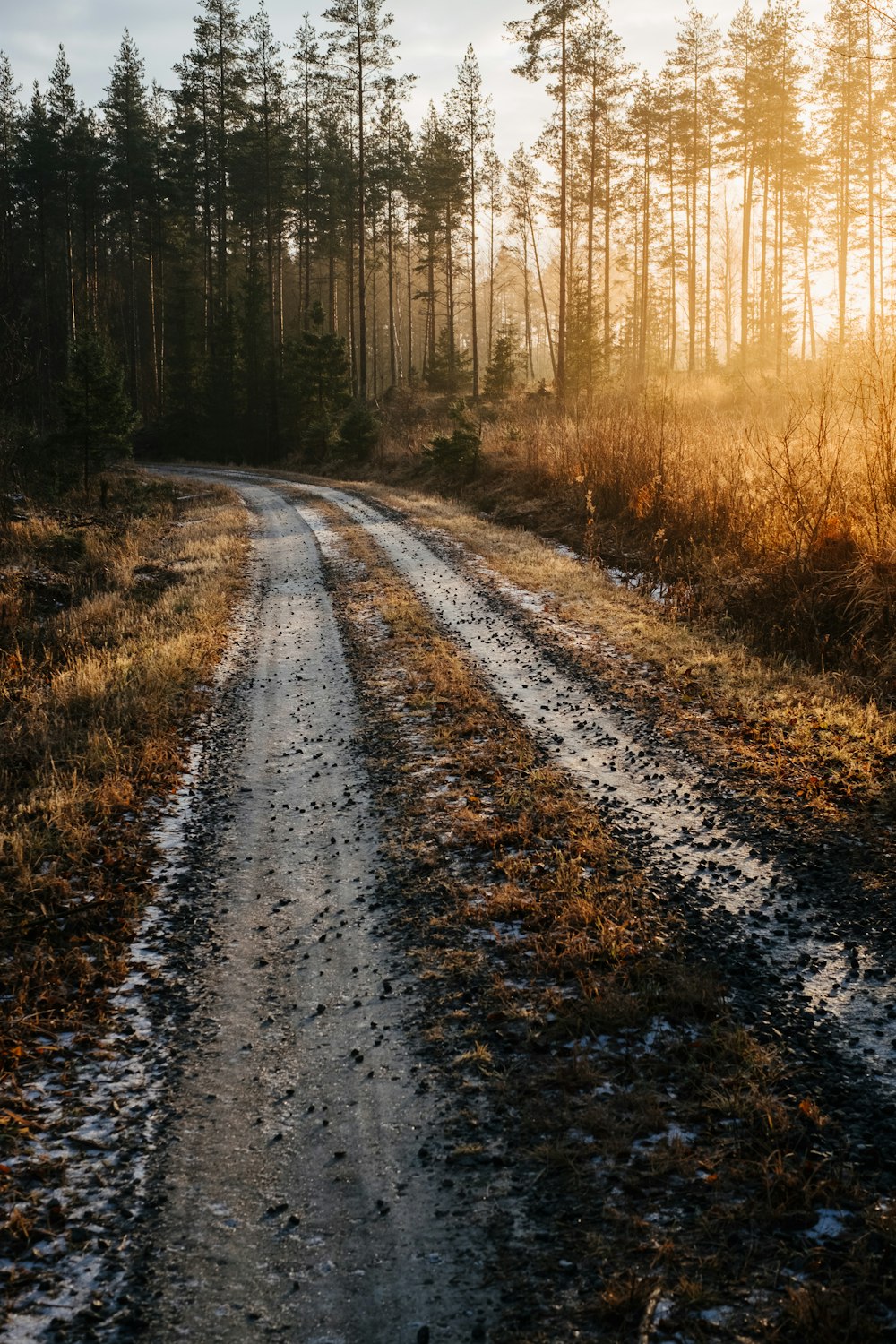 a dirt road in the middle of a forest