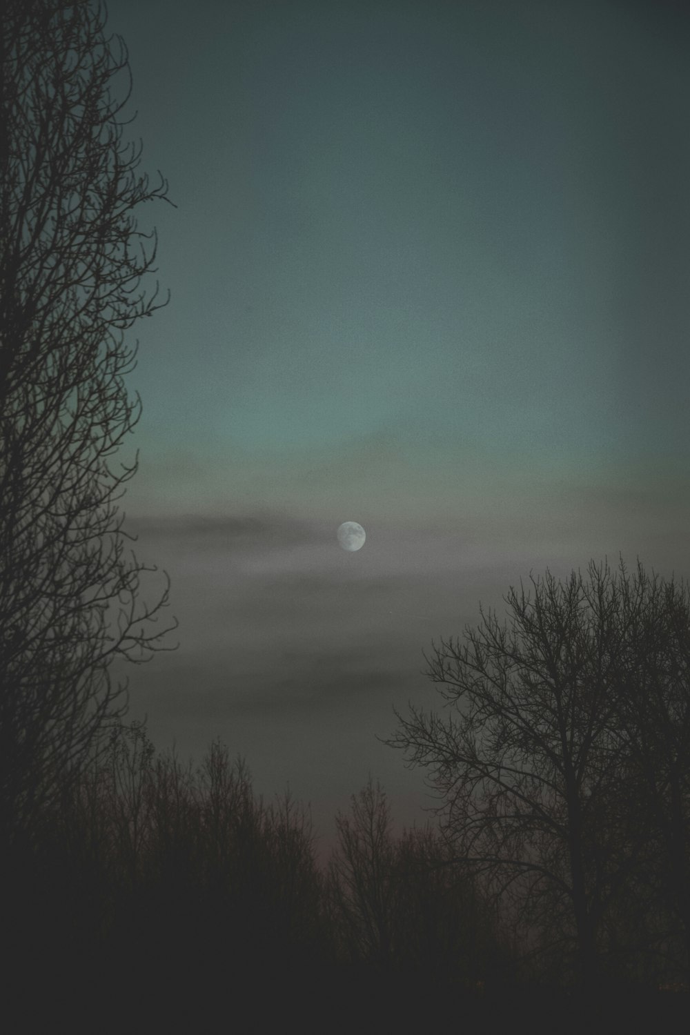 Une pleine lune est vue à travers les arbres
