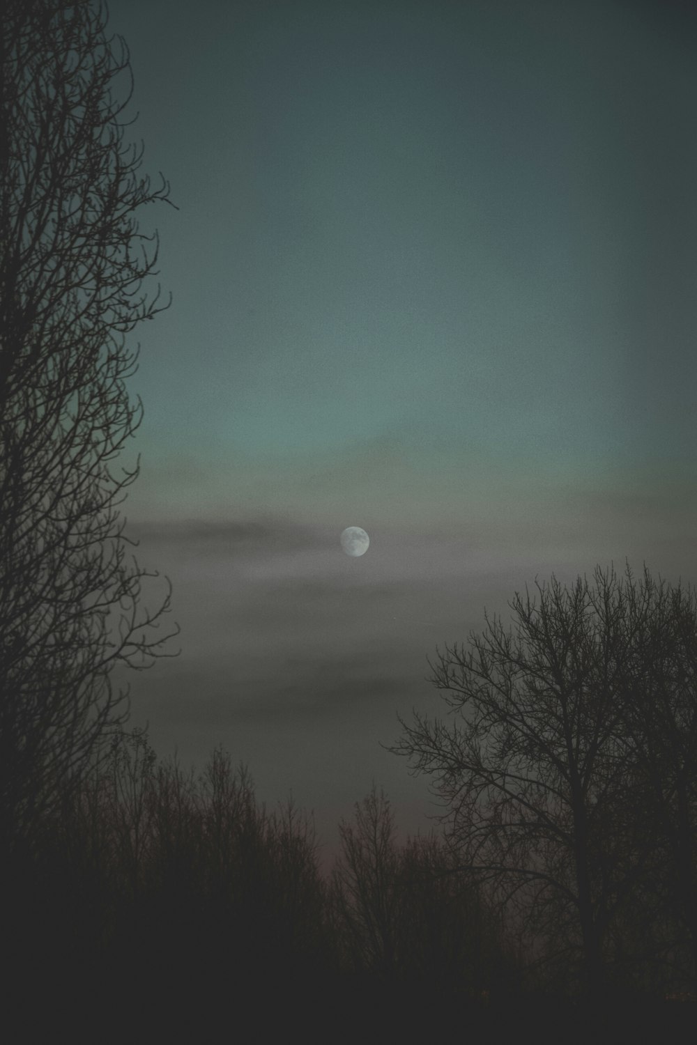 a full moon is seen through the trees