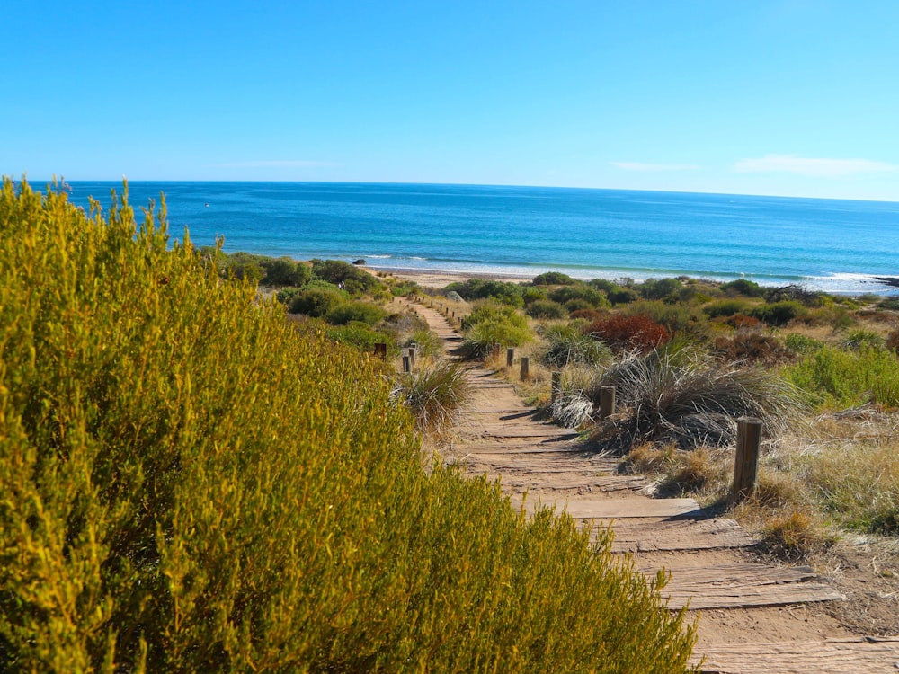 a path leading to the beach with a view of the ocean