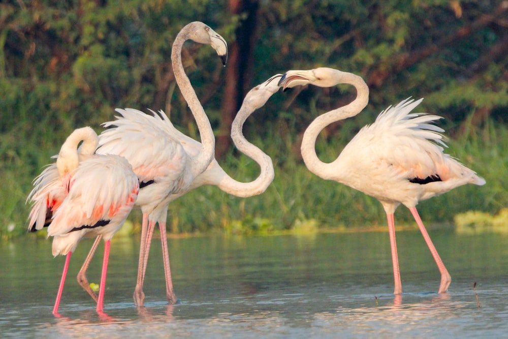 a group of flamingos standing in a body of water