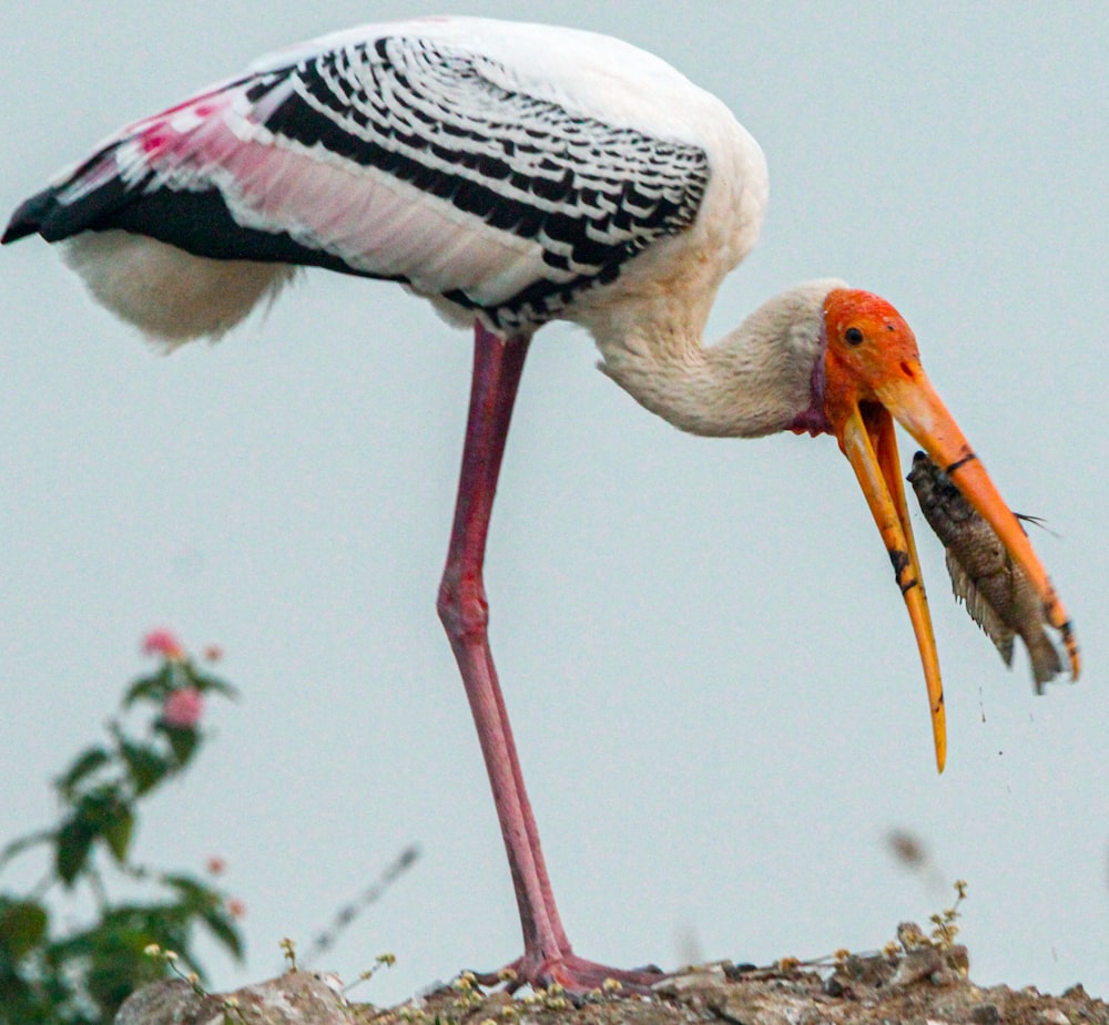 a bird with a fish in it's beak