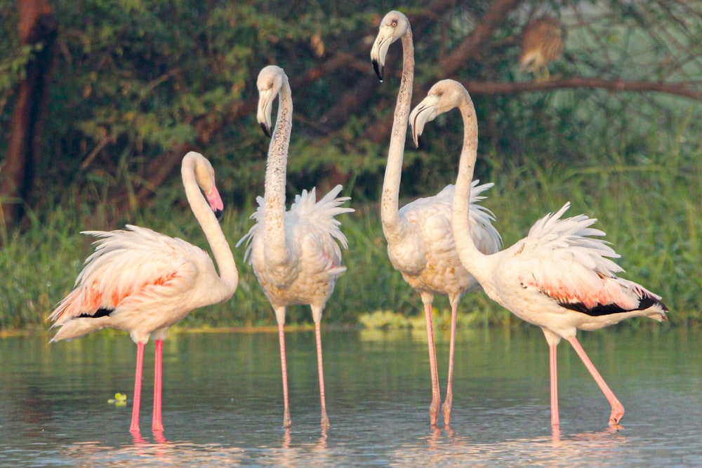 a group of flamingos standing in a body of water