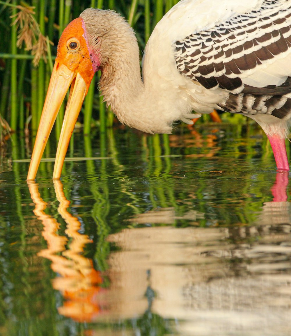 a bird with a long beak standing in the water