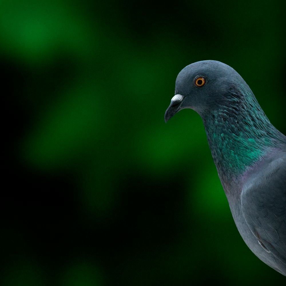 a close up of a pigeon on a green background