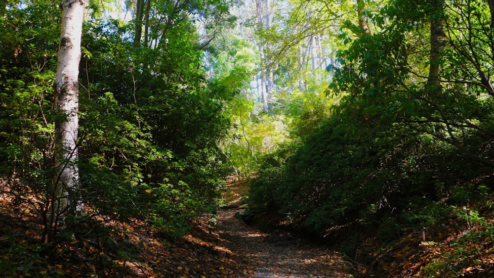 a dirt path in the middle of a forest