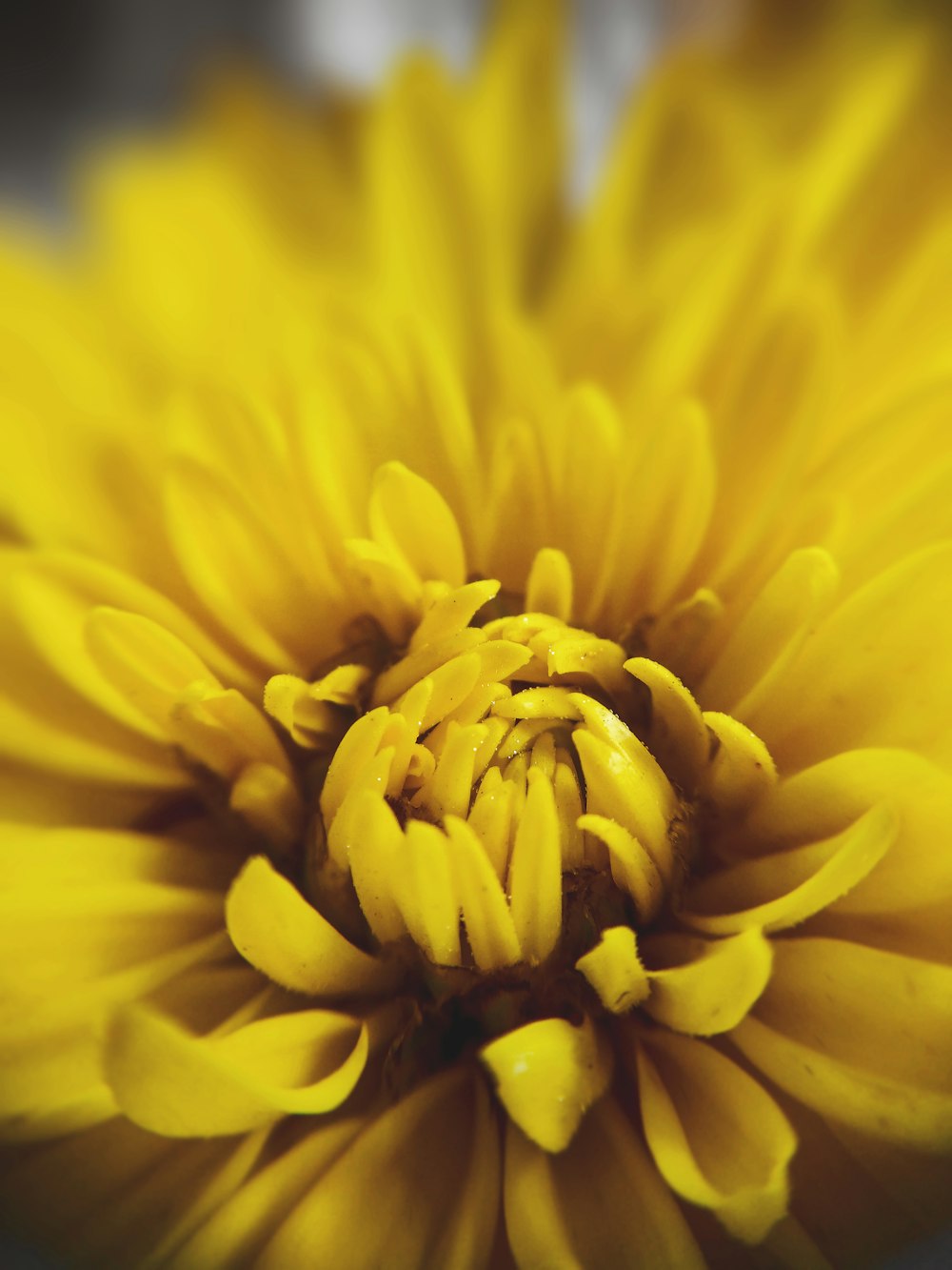 a close up of a bright yellow flower