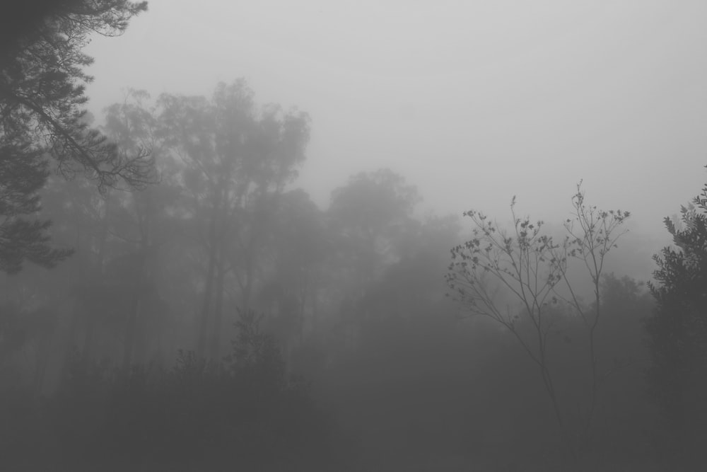 a black and white photo of a foggy forest