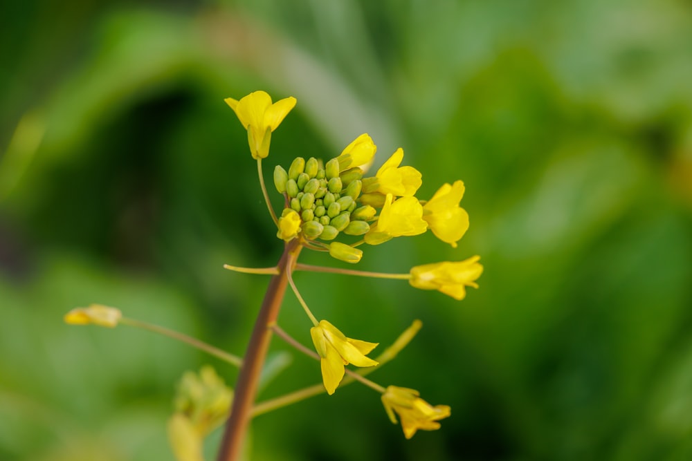 a close up of a yellow flower with green leaves in the background