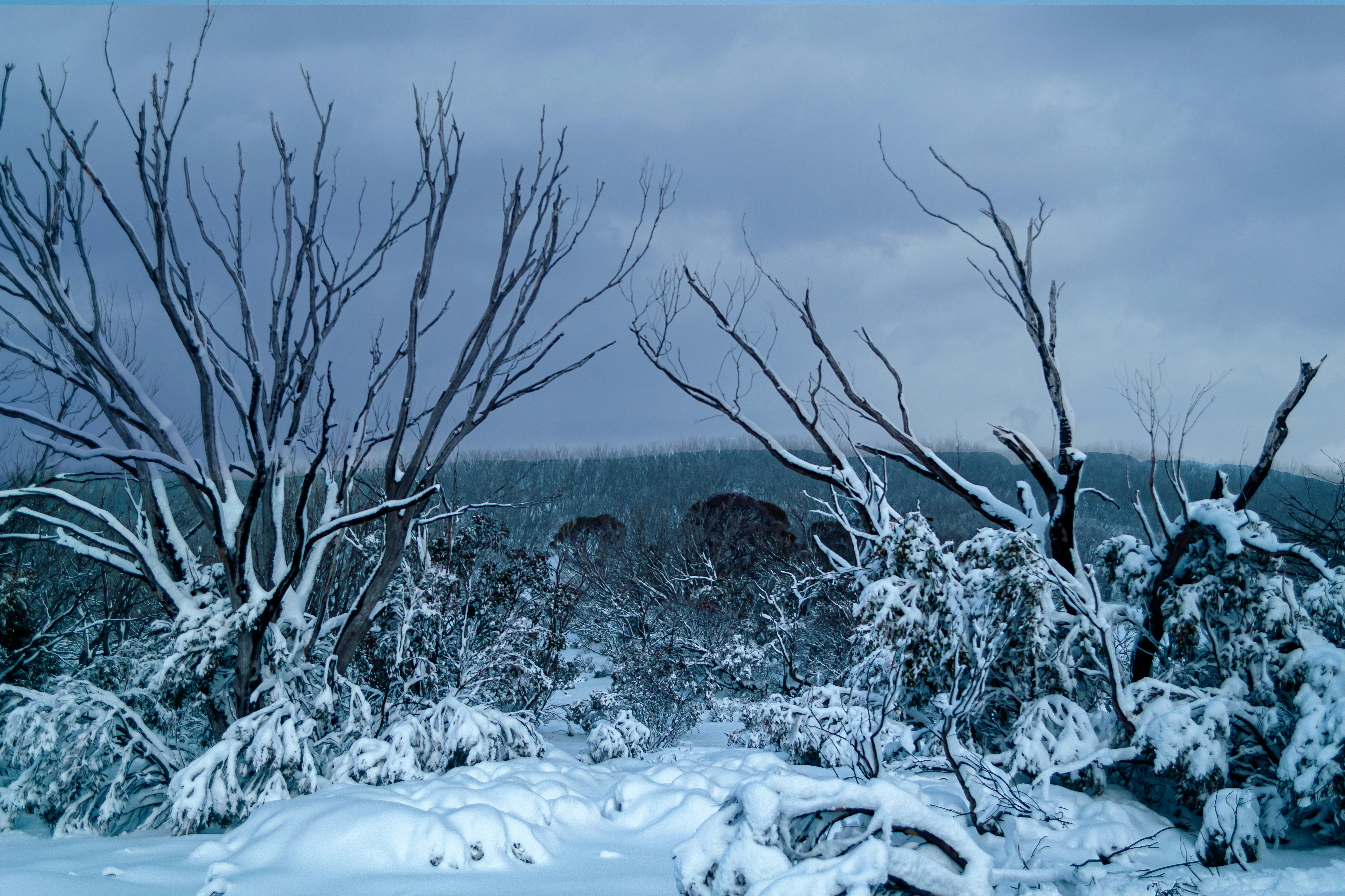 a snowy landscape with trees and bushes covered in snow