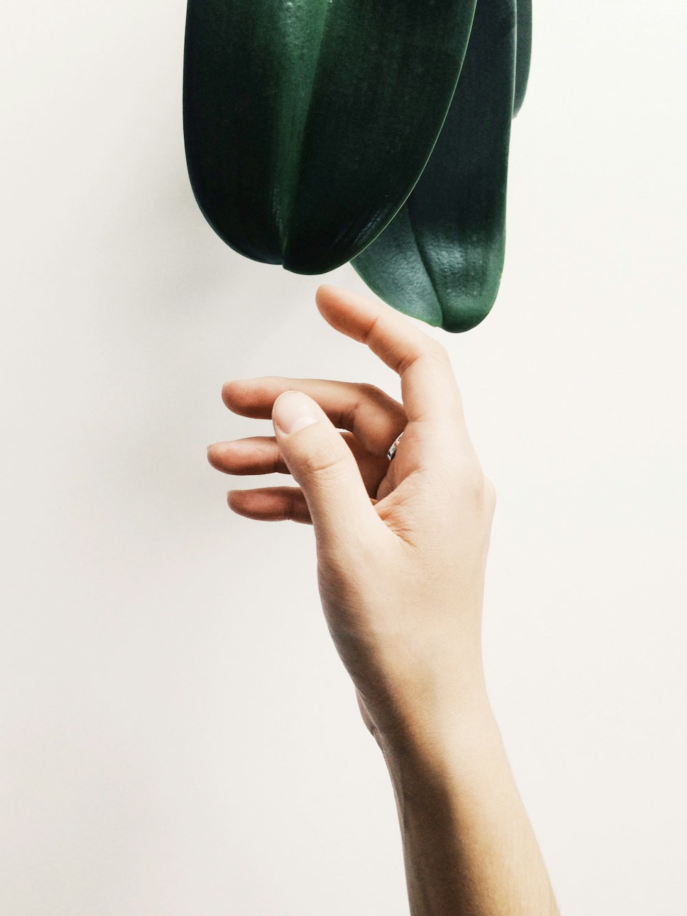 a person's hand reaching for a green plant