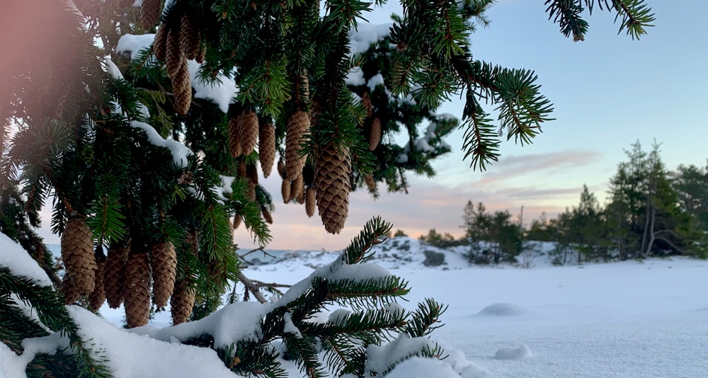 pine cones hanging from a tree in the snow