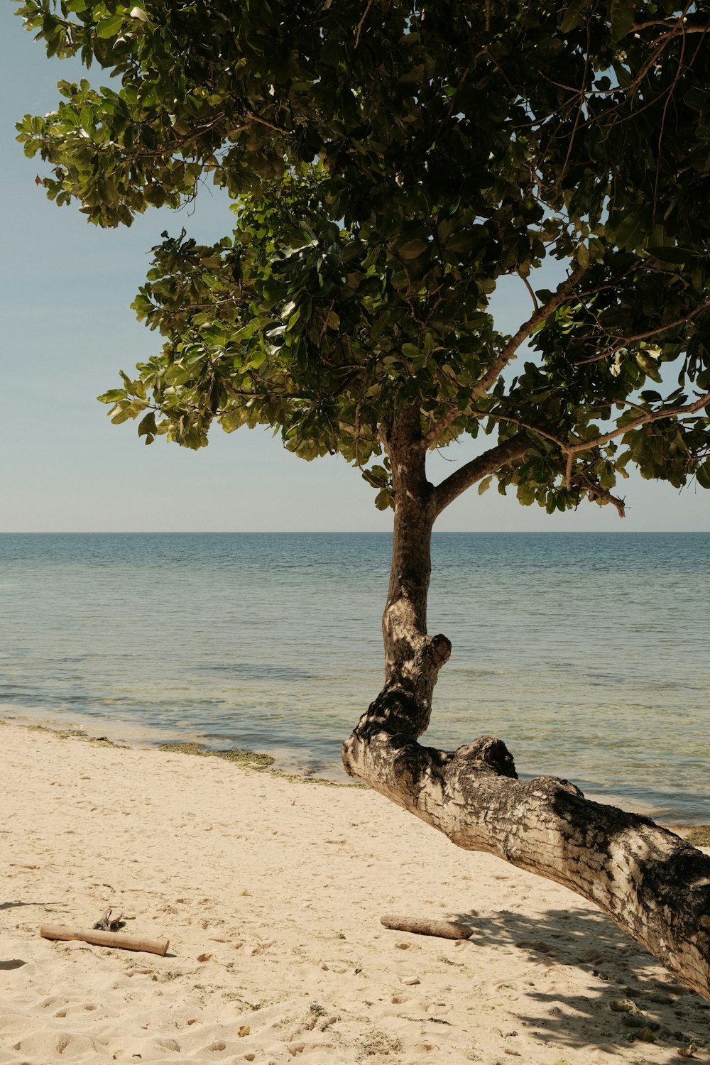 a large tree sitting on top of a sandy beach
