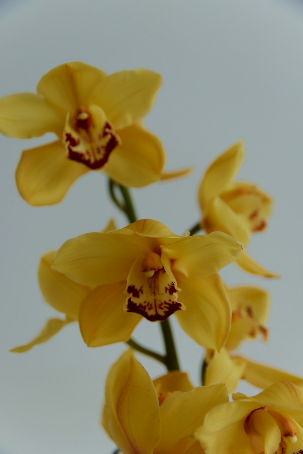 a vase filled with yellow flowers on top of a table