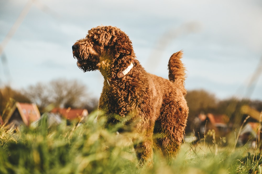 a brown dog standing on top of a lush green field