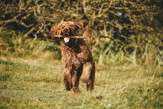 a brown dog carrying a stick in its mouth