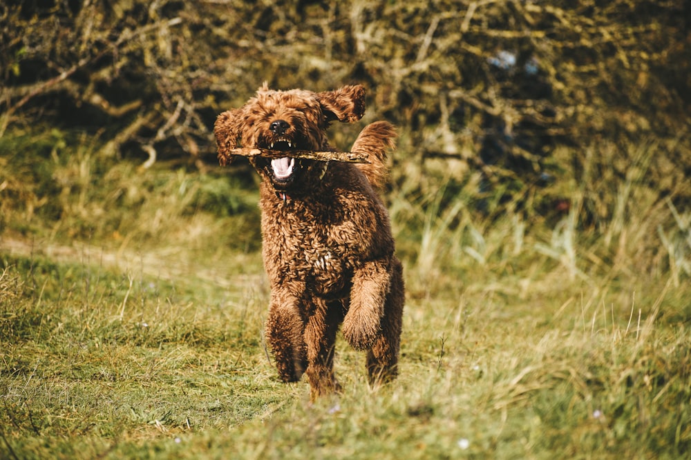 a brown dog carrying a stick in its mouth