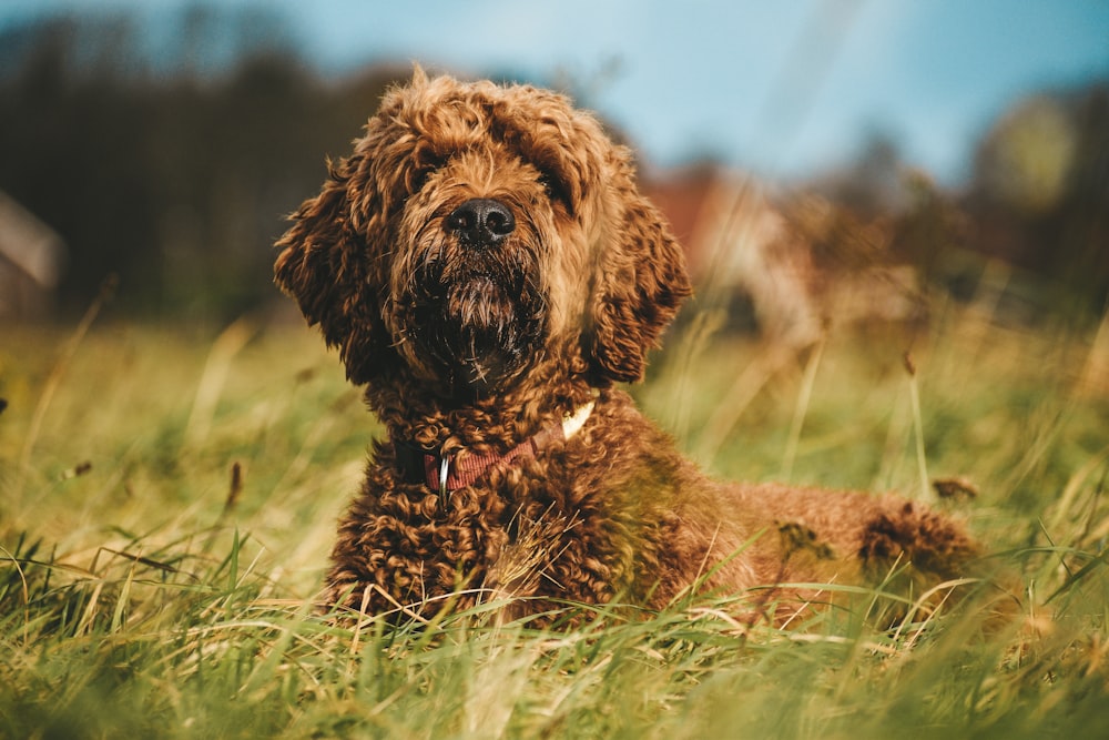 a close up of a dog laying in the grass