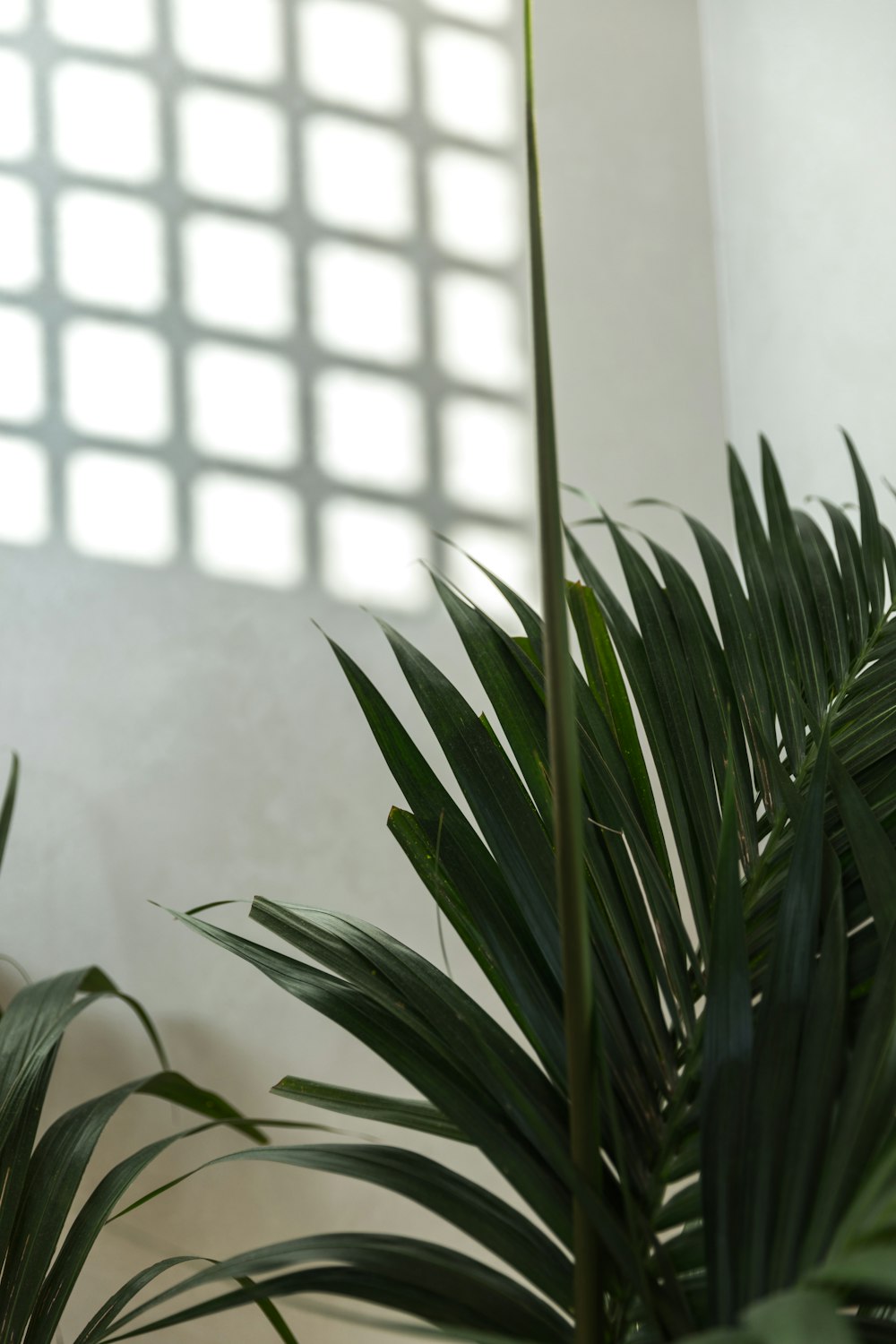 a plant with long green leaves in front of a white wall