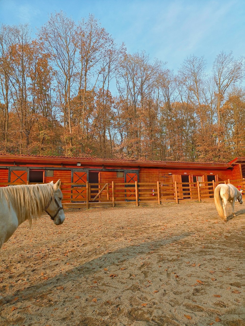 a couple of horses standing on top of a dirt field