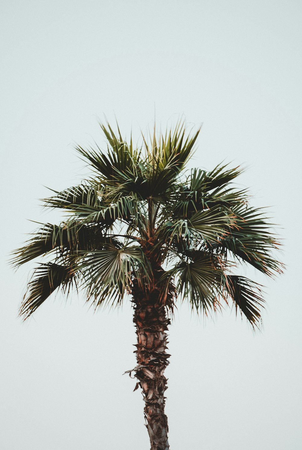 a palm tree with a white sky in the background