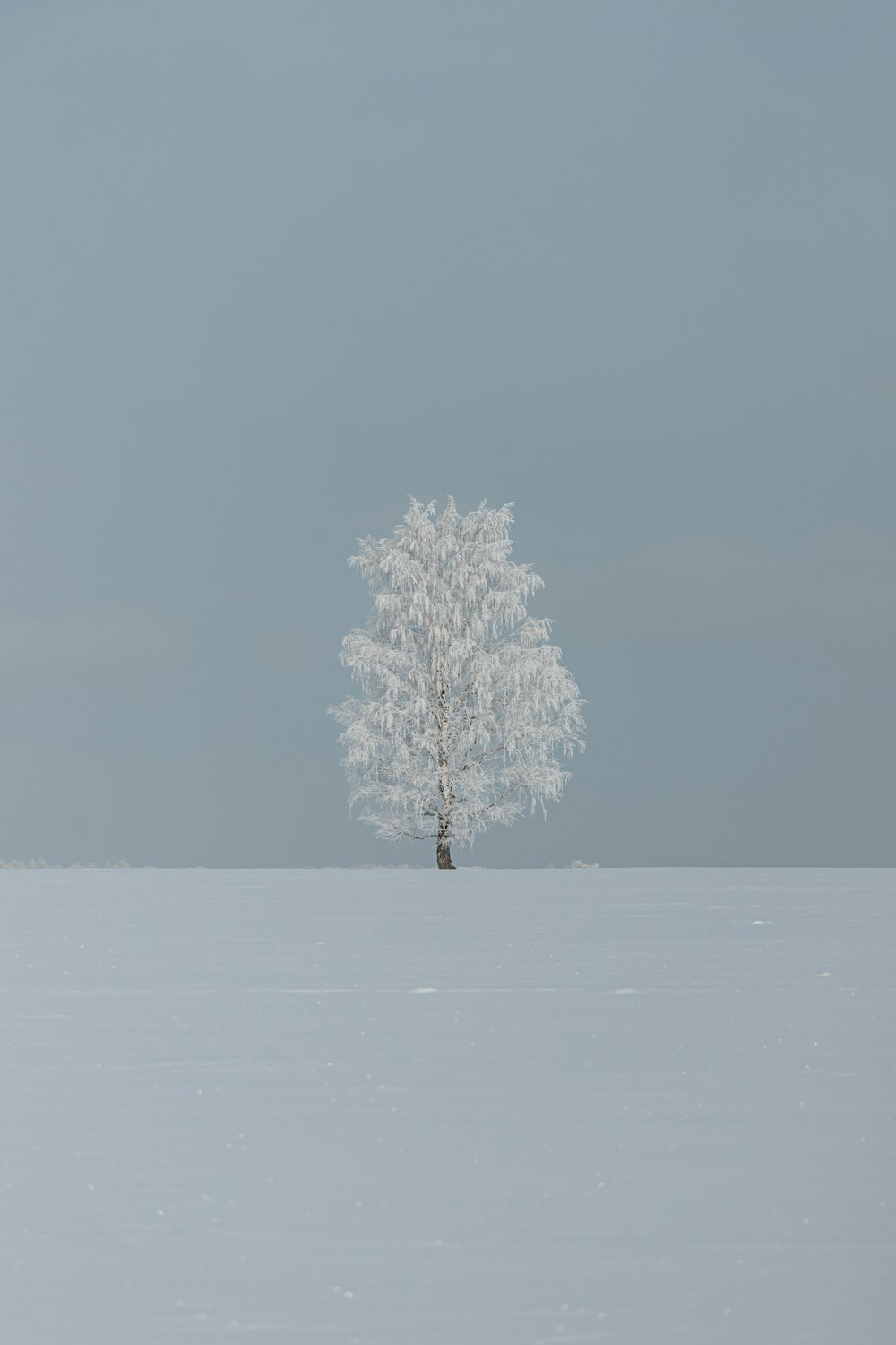 a lone tree stands alone in a snowy field