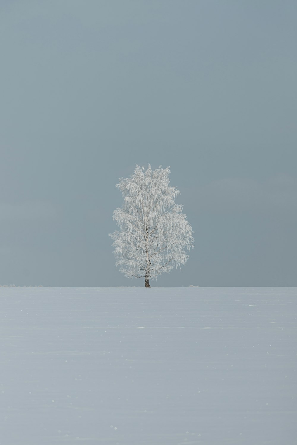 Ein einsamer Baum steht allein in einem verschneiten Feld