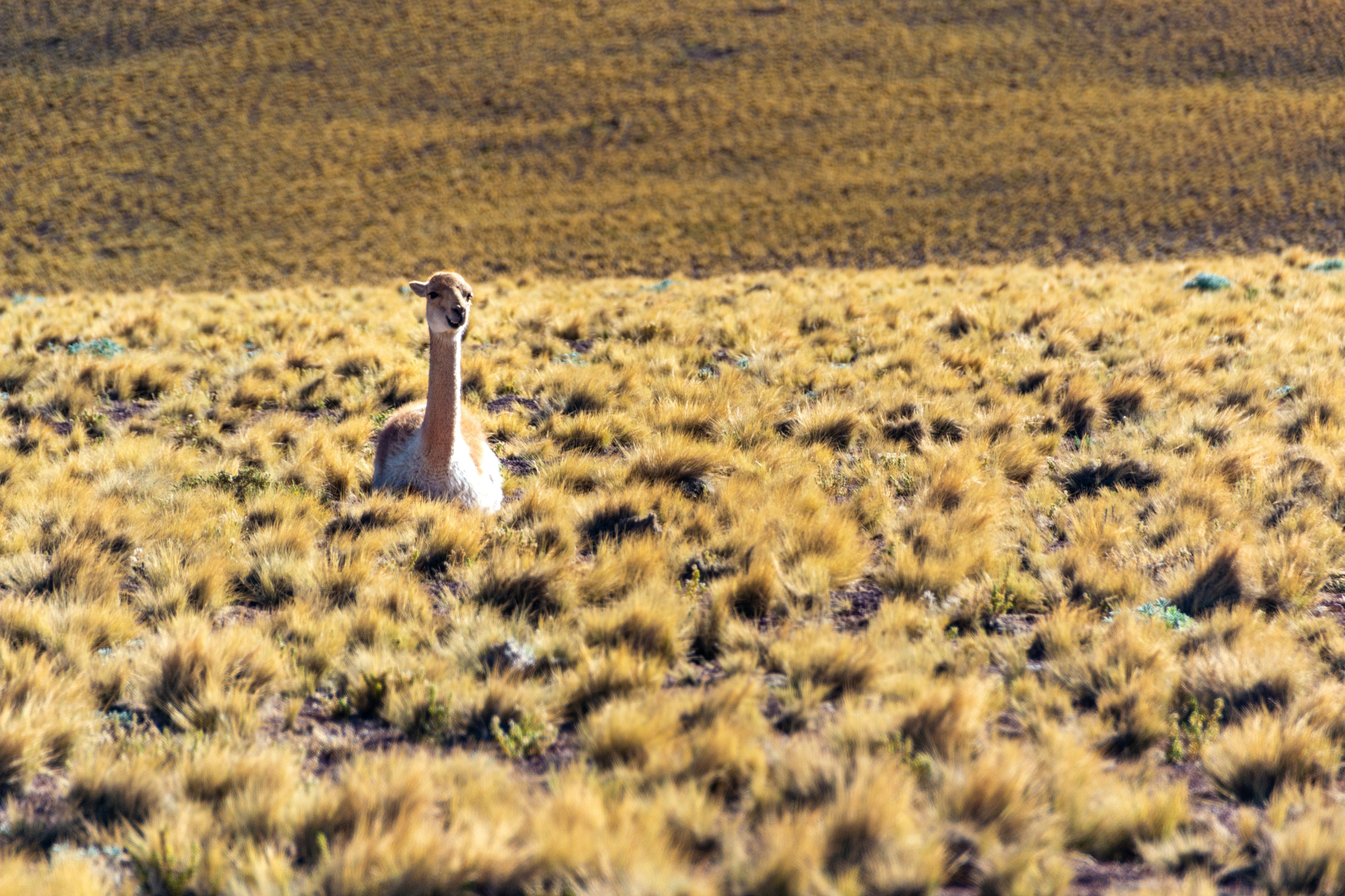 chile