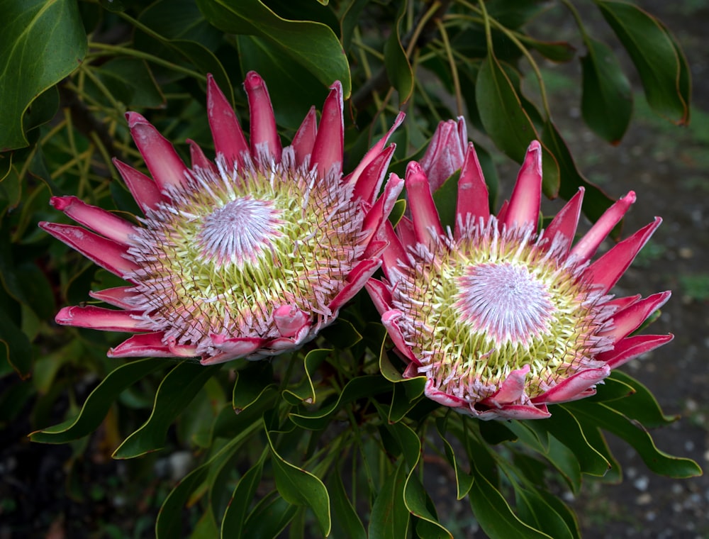 um par de flores cor-de-rosa sentadas em cima de uma planta verde