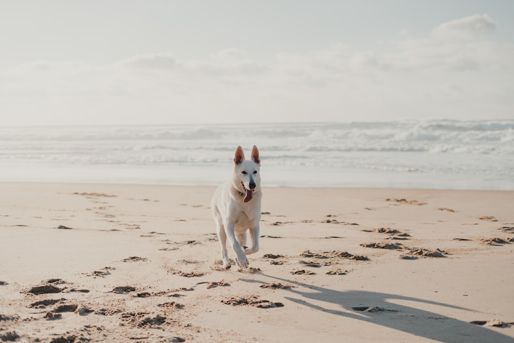 a dog running on a beach near the ocean