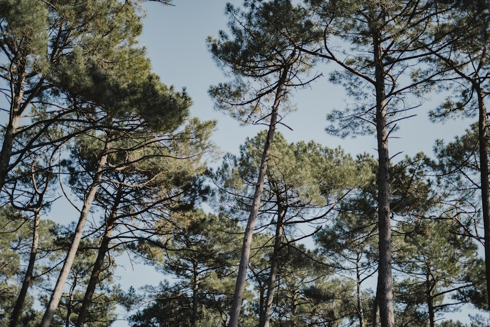 a group of tall pine trees standing next to each other