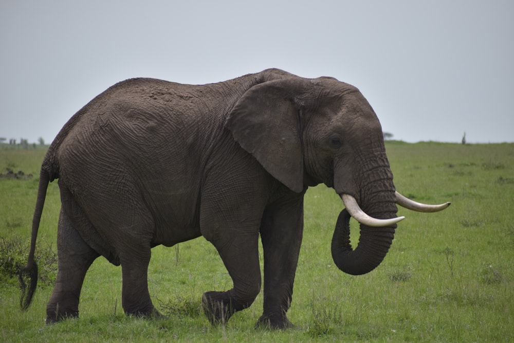 a large elephant walking across a lush green field